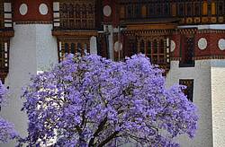 Blütenpracht vorm Punakha Dzong im Mai