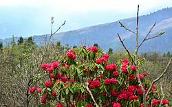 Rhodedondron und Blumen blühen im Frühjahr in Bhutan