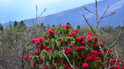 Rhodedondron und Blumen blühen im Frühjahr in Bhutan