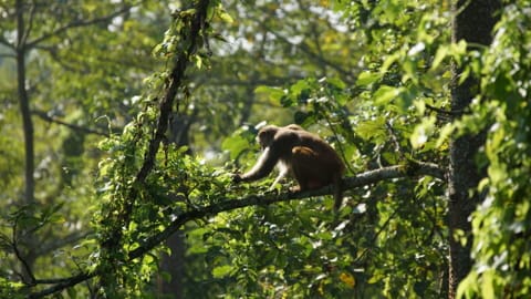 Weißbartlangur - Affen in Bhutan 