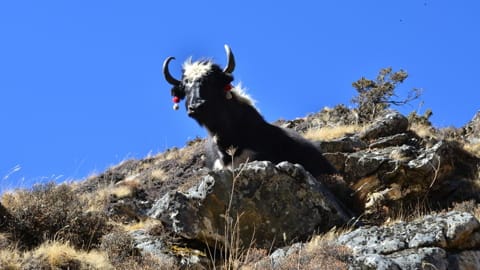 Yaks, die eine wichtige Rolle im Wirtschaftssystem Bhutans spielen