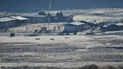 Cranes in Bhutan