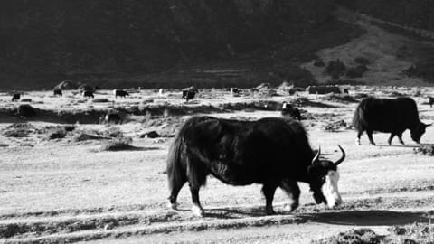 Yaks in their natural environment, showing the close connection between humans and animals in rural Bhutan