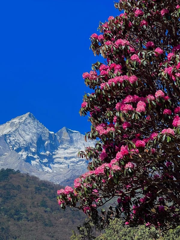 Rhododendronblüten vor Berglandschaft in Bhutan