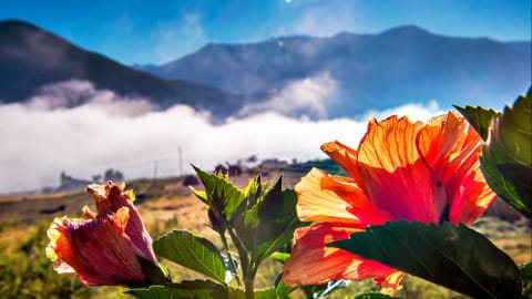 Pristine mountain meadows, forests and rivers in Bhutan