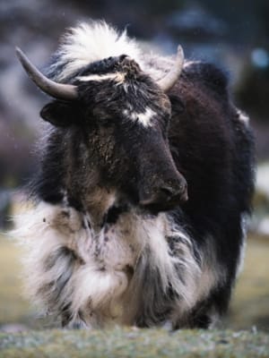 bhutan-yak.jpg